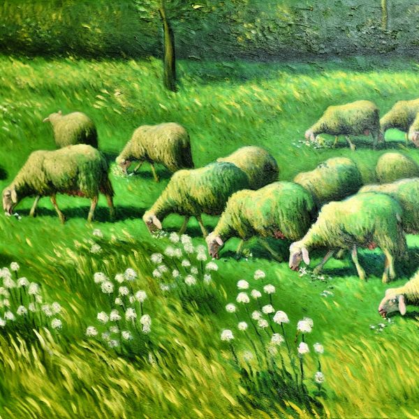 Energiek grazen van schapen in een groene weide Een groep schapen graast energiek in een groene weide met een overvloed aan gras.