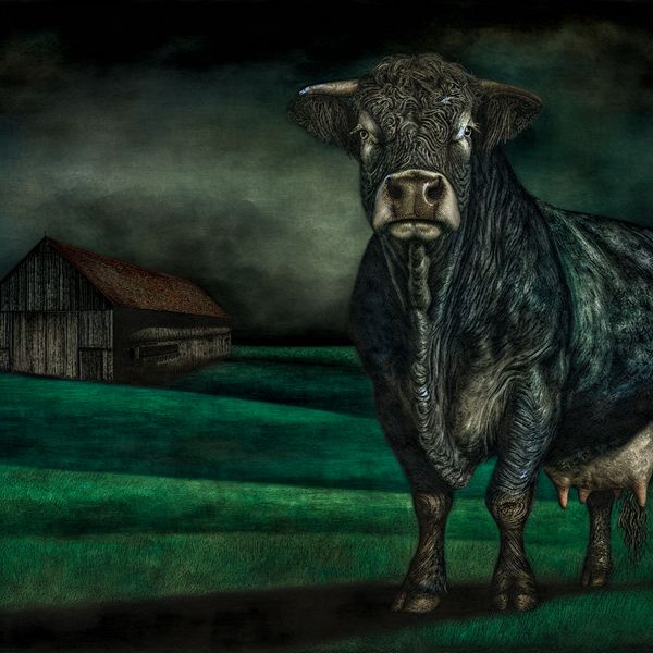 Majestueuze vrouwelijke koe op de boerderij Volwassen vrouwelijke koe in een groene wei onder een sombere lucht, met een schaduwrijke schuur op de achtergrond.